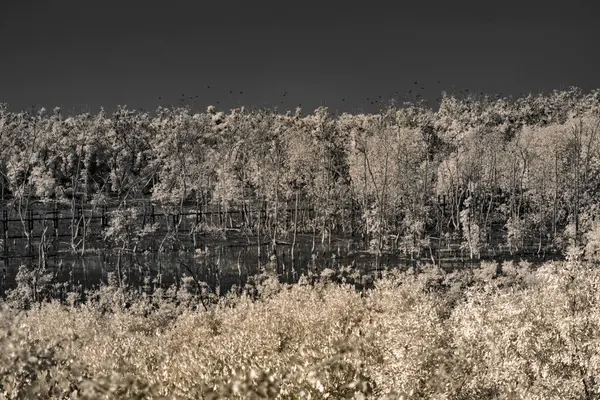 Kızılötesi fotoğrafçılık, içinden birkaç çıplak ağaç gövdesi yükselen bir su kütlesinin yer aldığı bir manzara.
