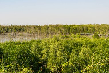 Infrared photography, a wooden walkway winding through a lush green landscape clipart