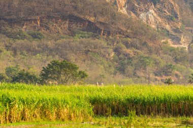 Infrared photography, a lush field of tall green sugarcane stalks stretches across the foreground, their leaves swaying gently in the breeze clipart