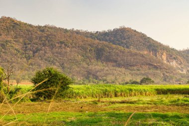 Infrared photography, a lush green field of sugarcane stretches out in the foreground, with a backdrop of a rugged, forested hillside under a clear, bright sky clipart