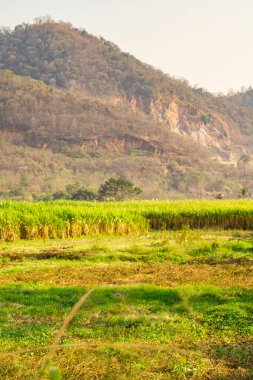 Infrared photography, a lush field of tall green sugarcane stalks stretches across the foreground, their leaves swaying gently in the breeze clipart