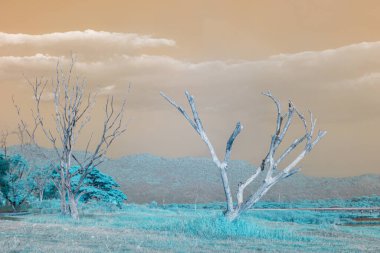 Kızılötesi fotoğrafçılık, yukarı doğru uzanan çıplak dalları olan iki ağacın yer aldığı bir manzara.