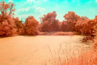 Infrared photography, a pond surrounded by trees with an unusual color palette. The trees have a reddish hue clipart