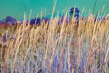 Infrared photography, a field of tall grasses, predominantly purple and beige, stretches to the background, where a line of dark purple trees is visible under a pale sky. clipart