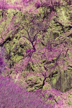 Infrared style, a rocky surface and vegetation. The colors used are vibrant, with shades of purple and green dominating the scene clipart