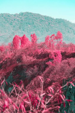 Kızılötesi fotoğrafçılık, arka planda ağaçlar ve dağlar olan bir manzara