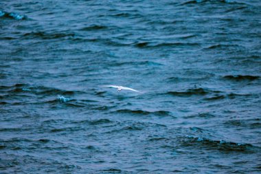 Kızılötesi fotoğrafçılık, tek bir beyaz kuş derin mavi suların üzerinde alçaktan uçar.