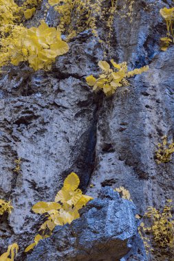 Kızılötesi fotoğrafçılık, gri taşların arasında büyüyen canlı sarı yapraklar ve bitkilerle kayalık bir yüzey.
