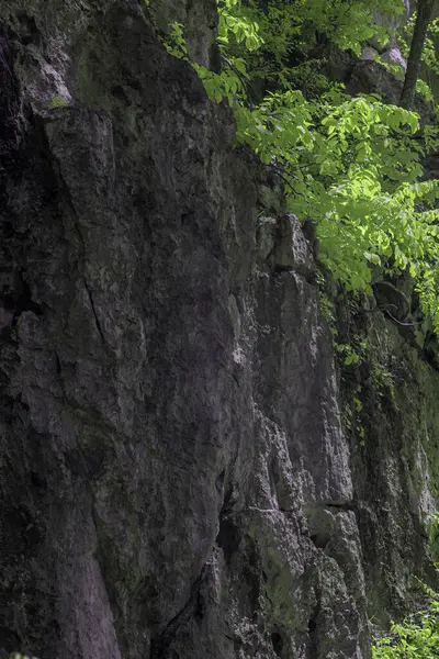 Kızılötesi etki, koyu gri kaya yüzeyi kısmen canlı yeşil yapraklarla kaplıdır.