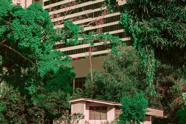 Kızılötesi fotoğrafçılık, kahverengi çatılı küçük, tek katlı bir ev yemyeşil, yemyeşil bir ormanın ortasında. Arka planda pencereleri olan yüksek bir bina var.