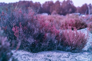 Kızılötesi fotoğrafçılık, yoğun bitki örtüsüne sahip bir manzara, esasen çalılardan oluşuyor.