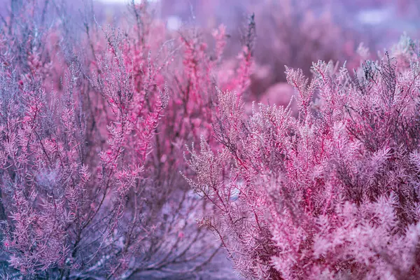 Kızılötesi fotoğrafçılık, yoğun çalılar ve bitkilerle dolu bir manzara. Renk paleti genelde pembe ve morun tonlarıdır.