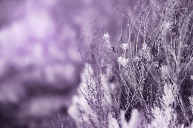 Infrared effect, a close-up view of a plant or flowering shrub with a soft focus clipart