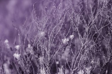 Kızılötesi efekt, yakın çekim, sessiz mor bir tonda narin ve kurumuş bitkilerin olduğu bir alan yakalar, sakin ama biraz melankolik bir atmosfer yaratır.