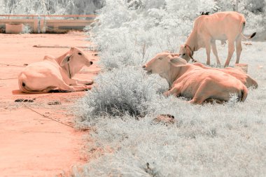 Infrared photography, a landscape with cows in a field clipart