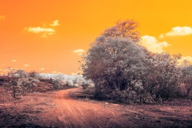 Kızılötesi fotoğrafçılık, her iki tarafında ağaçlar olan bir arazide dolanan toprak bir patika.
