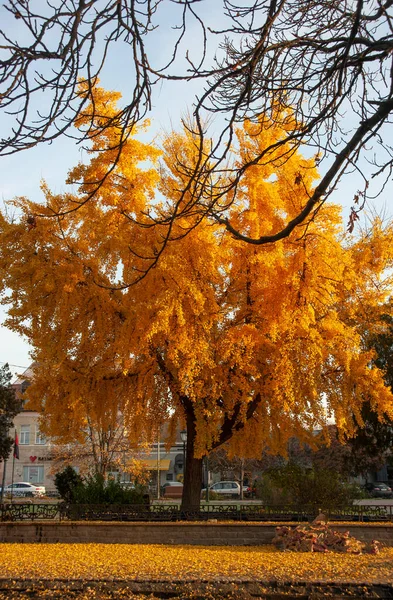 Осенний Вид Дерева Гинкго Билоба Гинкго Билоба Является Одним Древних — стоковое фото