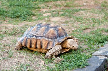 Büyük kaplumbağa yeşil çimenleri kemirmeye geldi..