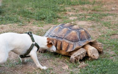 Kabuklu bir canavarla bir köpeği yakından tanımak... Bu kaplumbağa yeşil çimlerde yürüyüşe çıktı..