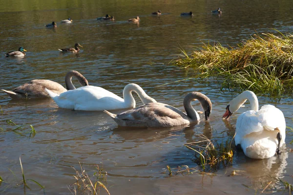 stock image A family of swans has breakfast