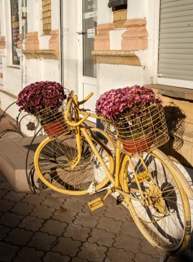 Uzhgorod. Ukrayna. Aralık. 01.12.2020. Kasımpatı adı verilen bir sepet çiçekli bisiklet..