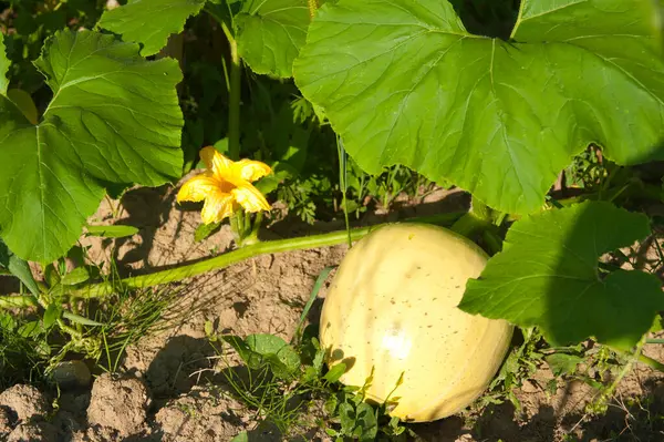 The budding flower, and next to it the growth of the gourd under its large green leaves