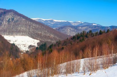 Bahar yaklaşıyor, çünkü huş dalları kırmızıya döndü.