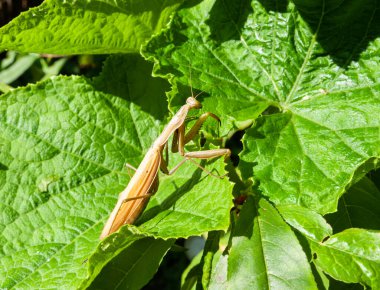 Gri peygamber devesi böceği, ravent bitkisinin yeşil bir yaprağında oturur.