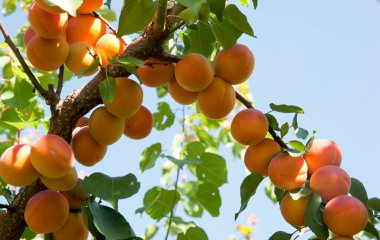 Kayısı ağacının dallarında, portakal meyveleri lezzetli bir taçla olgunlaşır.