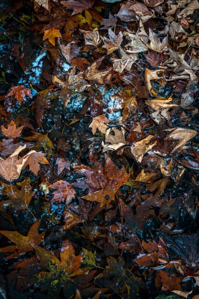 Падшие Осенние Цветные Листья Луже — стоковое фото