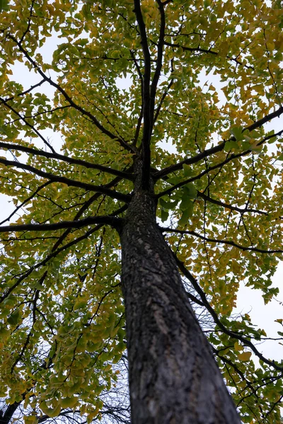Park Des Buttes Chaumont Feche Tiro Uma Árvore Verde — Fotografia de Stock