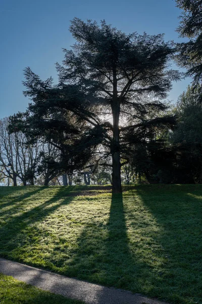 Park Des Buttes Chaumont 아름다운 나무를 가까이 — 스톡 사진