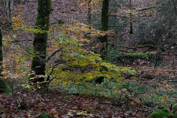 Ecouvesの森のパノラマビュー — ストック写真