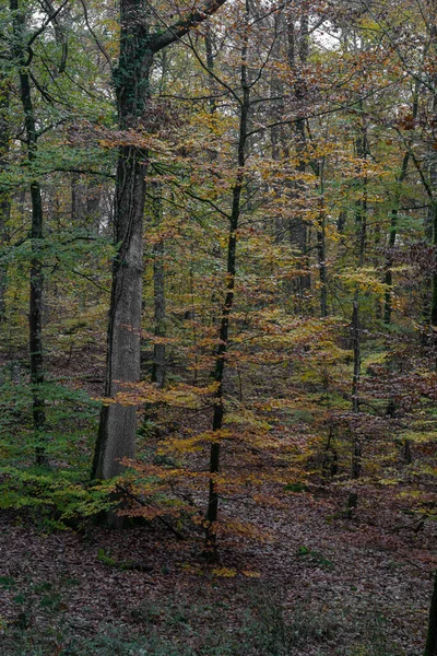 Панорамный Вид Лес Ecouves — стоковое фото