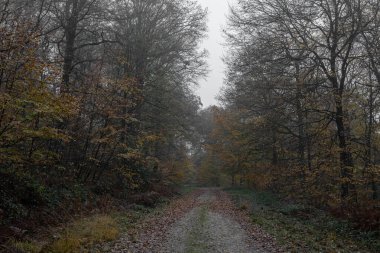 Ecouves ormanının panoramik manzarası