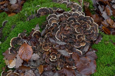Ecouves ormanının panoramik manzarası