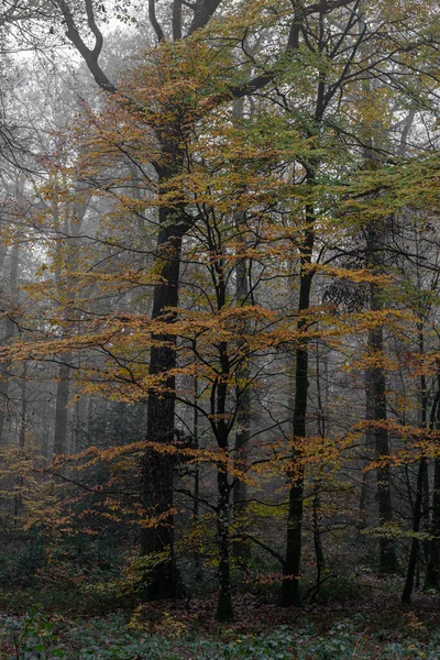 Ecouvesの森のパノラマビュー — ストック写真
