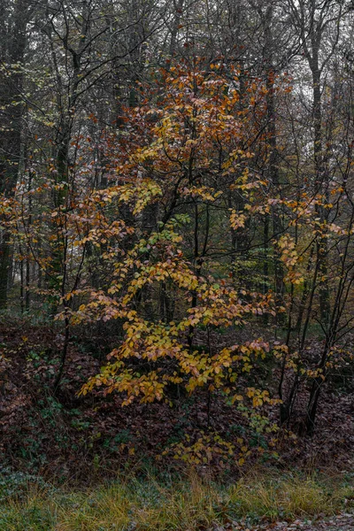 Vista Panorâmica Floresta Ecouves — Fotografia de Stock