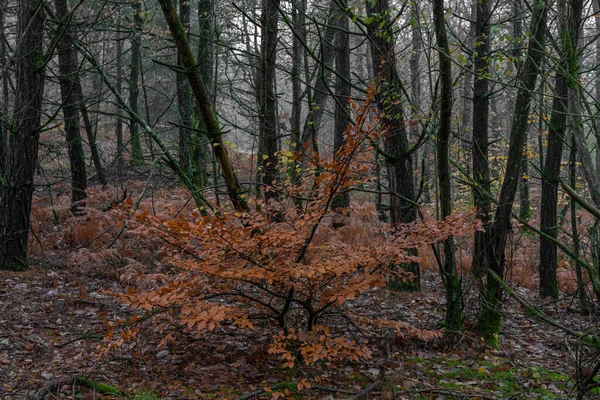 Vista Panorâmica Floresta Ecouves — Fotografia de Stock