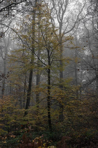 埃古夫森林的全景 — 图库照片