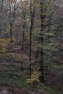 Ecouves ormanının panoramik manzarası