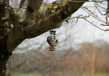 Two sparrows bird eating seeds in a bird feeder