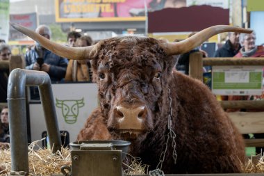 Paris, Fransa - 03 01 2023: Uluslararası Tarım Gösterisi. Kahverengi bir Salers ineği, adı Ovalie.