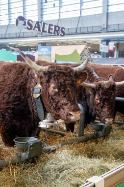 Paris, Fransa - 03 01 2023: Uluslararası Tarım Gösterisi. Kahverengi Satıcılar inek yetiştirir