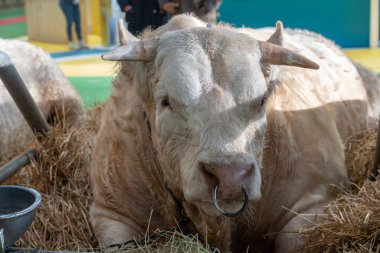 Paris, Fransa - 03 01 2023: Uluslararası Tarım Gösterisi. Bir Charolaise ineği.