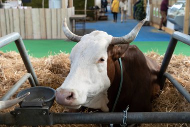 Paris, Fransa - 03 01 2023: Uluslararası Tarım Gösterisi. Bir Abondance ineği.