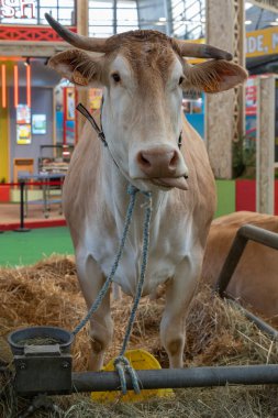 Paris, Fransa - 03 01 2023: Uluslararası Tarım Gösterisi. Sarışın bir Aquitaine ineği