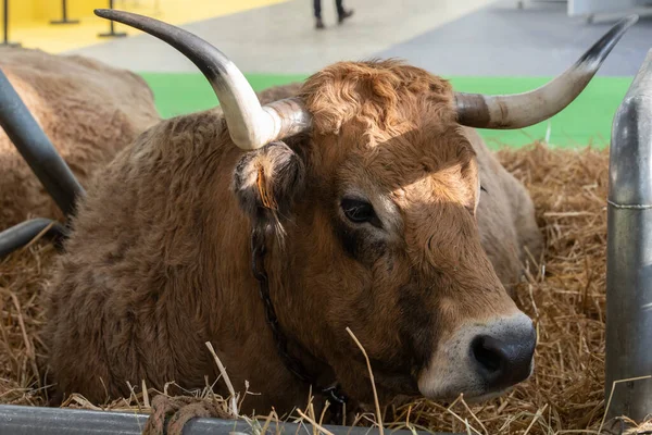 stock image Paris, France - 03 01 2023: International Agricultural Show. An Aubrac cow