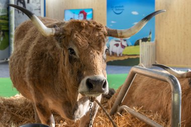 Paris, Fransa - 03 01 2023: Uluslararası Tarım Gösterisi. Bir Aubrac ineği