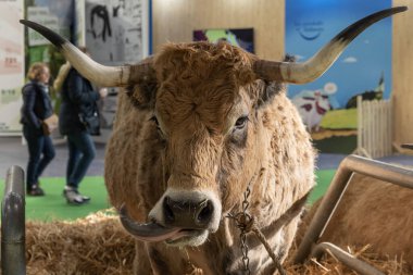Paris, Fransa - 03 01 2023: Uluslararası Tarım Gösterisi. Bir Aubrac ineği